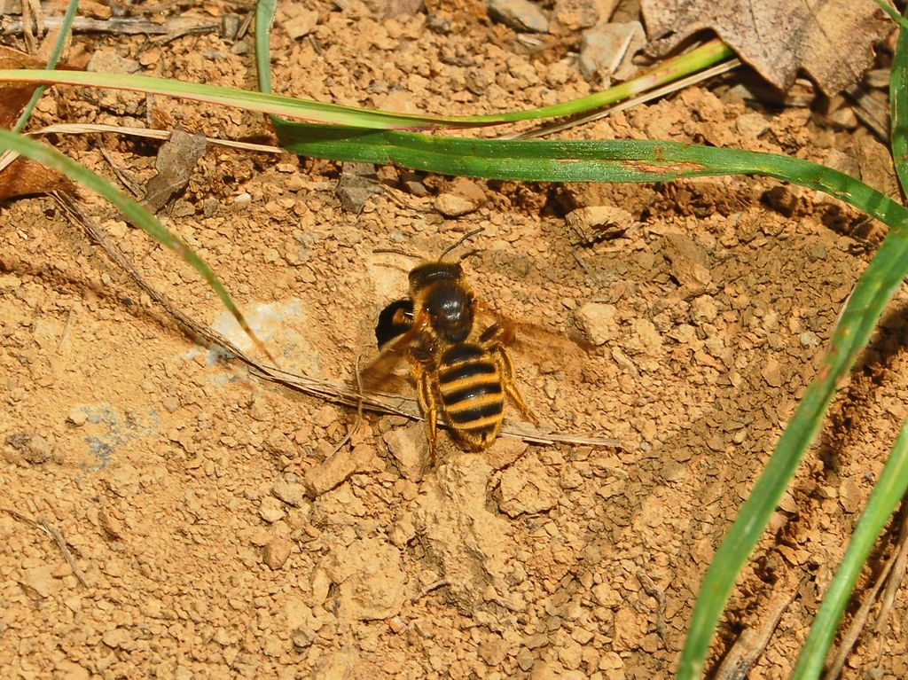 Delle api scavatrici: Halictus scabiosae F (Apidae Halictinae).